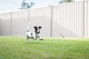 dog run fencing little rock ar